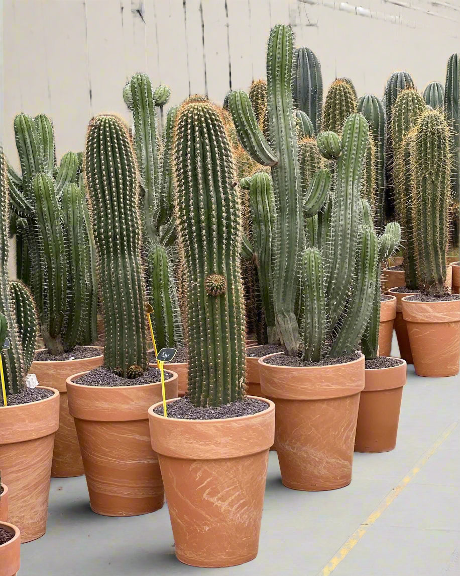 XXL Cactus  plantinhas.shop