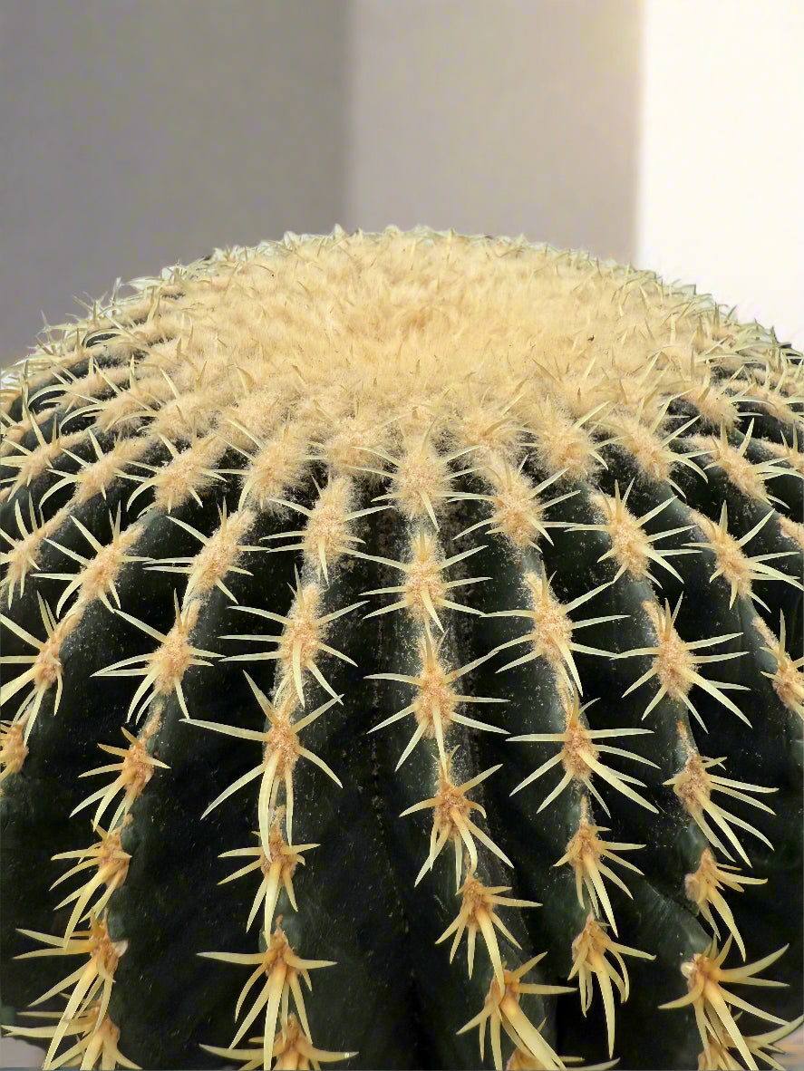 Cactus Solaris Close Up