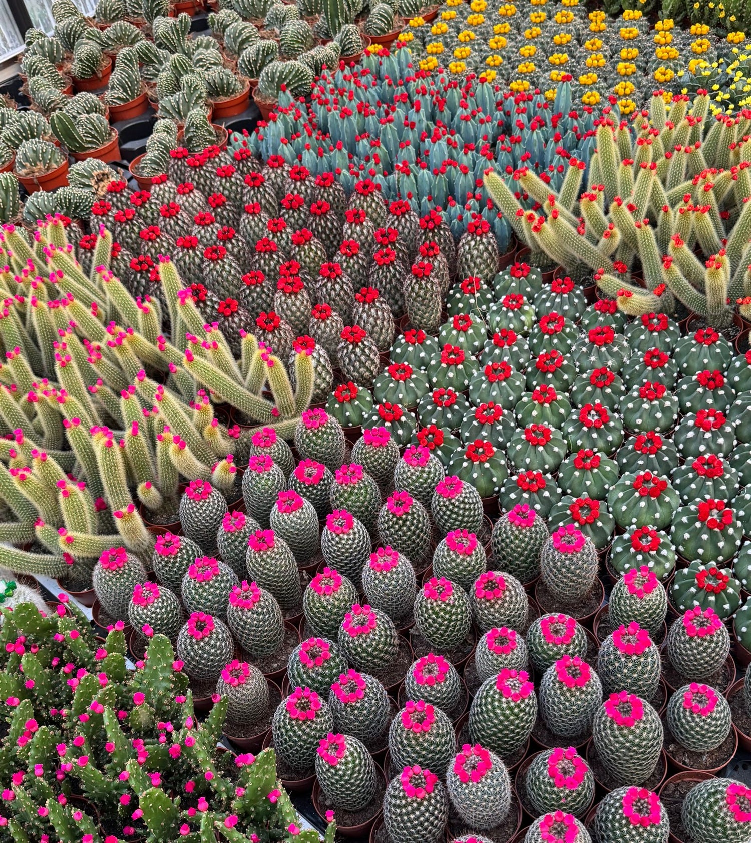 Mini Cacti